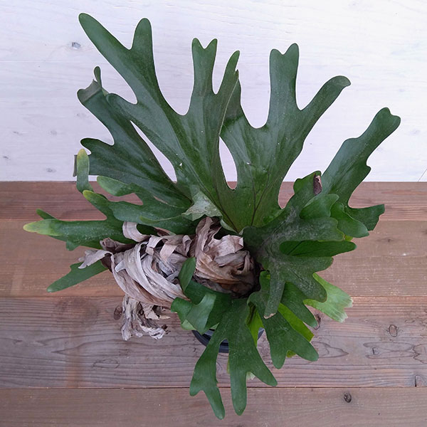 ビカクシダ 観葉植物 7号鉢a 1花 ガーデン Diy 観葉植物 現品販売 花 観葉植物 観葉植物 コウモリラン プラティセリウム グランデ 7号鉢a 1 観葉植物 Southernoaksfuneralservice Com ビカクシダ 観葉植物 7号鉢a 1花 ガーデン Diy 観葉植物 現品販売 花 観葉植物 観葉植物 コウモリラン プラティセリウム グランデ 7号鉢a 1 観葉植物 Southernoaksfuneralservice Com