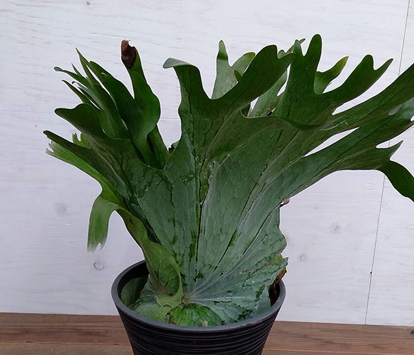 ビカクシダ 観葉植物 7号鉢a 1花 ガーデン Diy 観葉植物 現品販売 花 観葉植物 観葉植物 コウモリラン プラティセリウム グランデ 7号鉢a 1 観葉植物 Southernoaksfuneralservice Com ビカクシダ 観葉植物 7号鉢a 1花 ガーデン Diy 観葉植物 現品販売 花 観葉植物 観葉植物 コウモリラン プラティセリウム グランデ 7号鉢a 1 観葉植物 Southernoaksfuneralservice Com