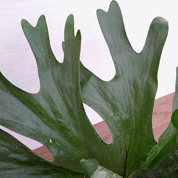 ビカクシダ 観葉植物 7号鉢a 1花 ガーデン Diy 観葉植物 現品販売 花 観葉植物 観葉植物 コウモリラン プラティセリウム グランデ 7号鉢a 1 観葉植物 Southernoaksfuneralservice Com ビカクシダ 観葉植物 7号鉢a 1花 ガーデン Diy 観葉植物 現品販売 花 観葉植物 観葉植物 コウモリラン プラティセリウム グランデ 7号鉢a 1 観葉植物 Southernoaksfuneralservice Com