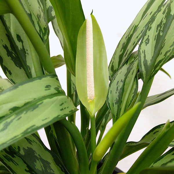 当店だけの限定モデル 日陰に強い観葉植物 観葉植物 アグラオネマ カトラス アロイド 7号鉢植え花 ガーデン Diy 観葉植物 アグラオネマ カトラス 観葉植物 7号鉢植え 爆安 観葉植物 Southernoaksfuneralservice Com