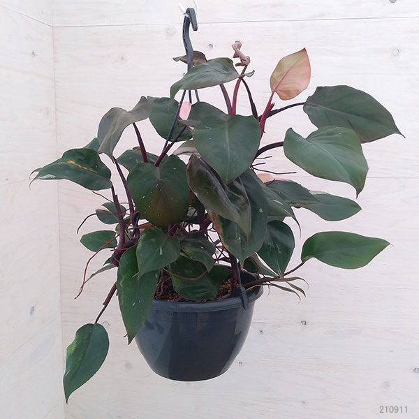 当店だけの限定モデル高評価の 8号吊り鉢 A 1 観葉植物 フィロデンドロン ピンクプリンセス 現品販売 8号吊り鉢 希少品種 A 1花 ガーデン Diy 観葉植物 フィロデンドロン ピンクプリンセス 観葉植物 お礼や感謝伝えるプチギフトの