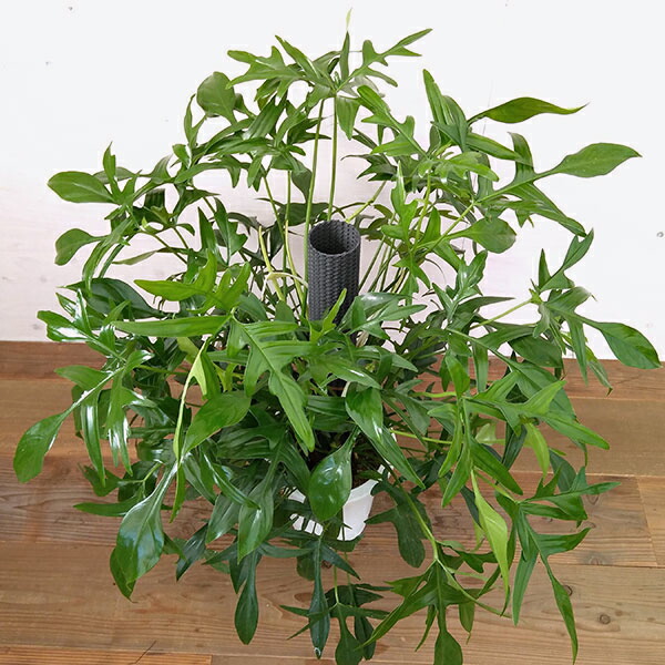 8号鉢植え 観葉植物 観葉植物 花 観葉植物 観葉植物 フィロデンドロン クエルシフォリウム 観葉植物 フィロデンドロン クエルシフォリウム 8号鉢植え 観葉植物 観葉植物 花 観葉植物 観葉植物 フィロデンドロン クエルシフォリウム 観葉植物 フィロデンドロン クエルシフォリウム