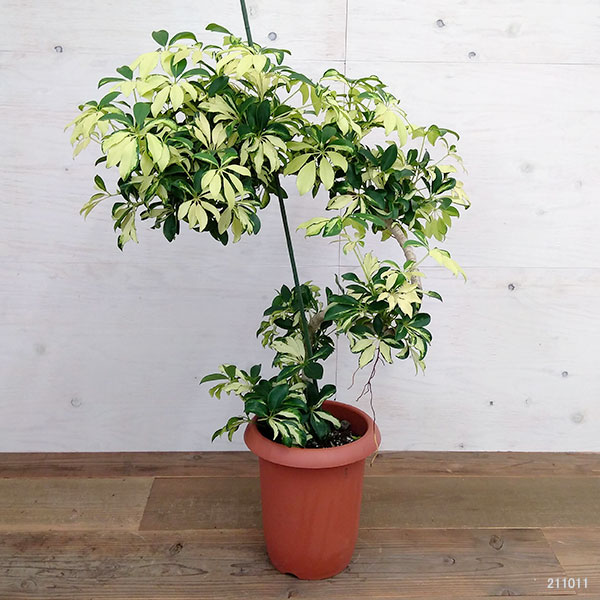 観葉植物 貨物輸送無料 シェフレラ グランディ 曲げ考案 8サイズ鉢植え A 2 Musiciantuts Com