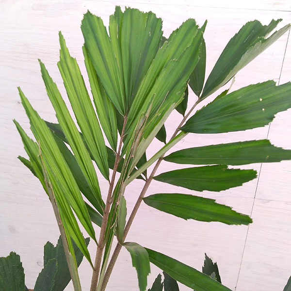 観葉植物 クロツグ 耐寒ヤシ科 7号鉢植え Veracejundiai Com Br