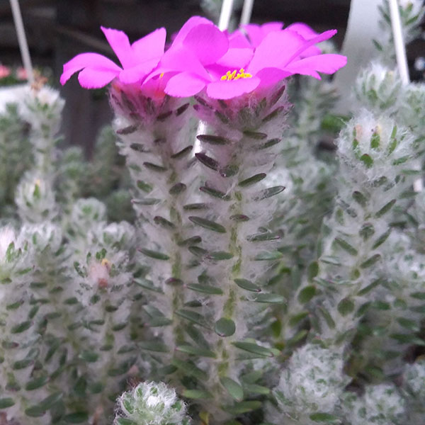 超可爱 観葉植物 観葉植物5号吊鉢 ポーチュラカリア ウェルデマニー Redinamica Com