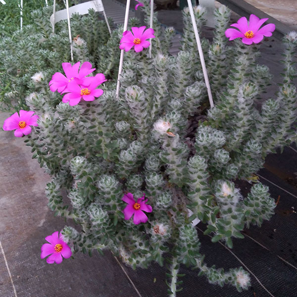 超可爱 観葉植物 観葉植物5号吊鉢 ポーチュラカリア ウェルデマニー Redinamica Com