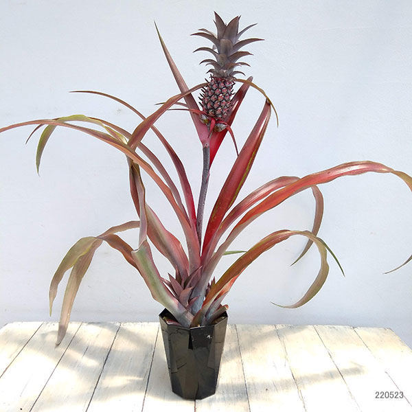 高質 果樹の苗 パインアップル パイナップル ミラ4 5号ポット 葉と実が鮮やかな赤 鑑賞 食用 実付き株 Abamedyc Com