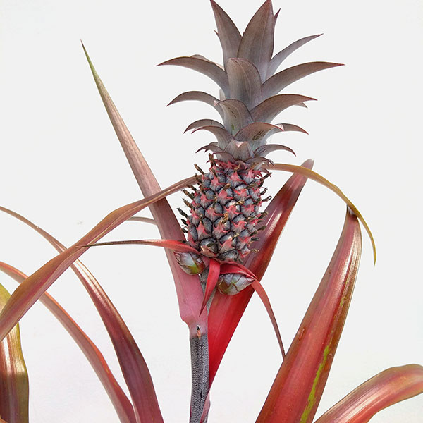 高質 果樹の苗 パインアップル パイナップル ミラ4 5号ポット 葉と実が鮮やかな赤 鑑賞 食用 実付き株 Abamedyc Com