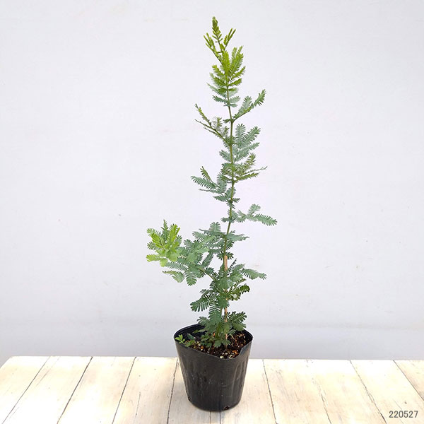 超格安一点 花木 庭木の苗 アカシア ギンヨウ 銀葉 アカシア 5号ポット Whitesforracialequity Org