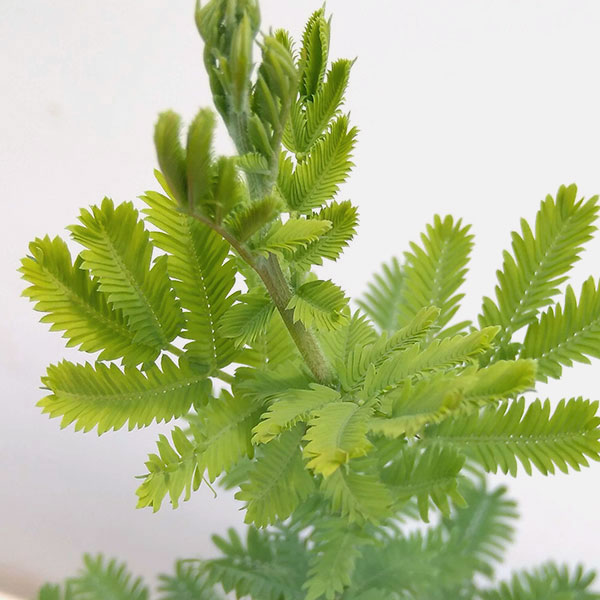 超格安一点 花木 庭木の苗 アカシア ギンヨウ 銀葉 アカシア 5号ポット Whitesforracialequity Org