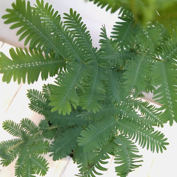 超格安一点 花木 庭木の苗 アカシア ギンヨウ 銀葉 アカシア 5号ポット Whitesforracialequity Org