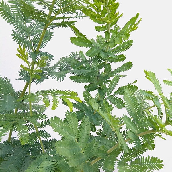 超格安一点 花木 庭木の苗 アカシア ギンヨウ 銀葉 アカシア 5号ポット Whitesforracialequity Org