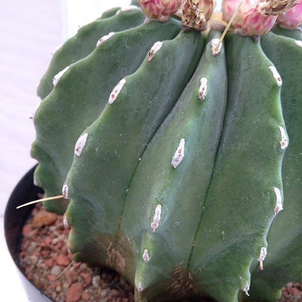 などが サボテン ピンク花 U4vek M 売り切り棘無し王冠竜 いてある