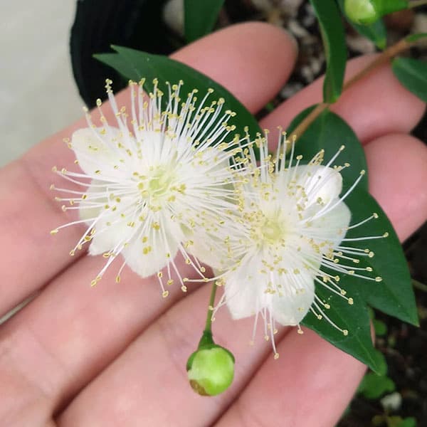 花木 庭木の苗 ギンバイカ マートル 銀梅花 花木 庭木の苗 ギンバイカ マートル 銀梅花