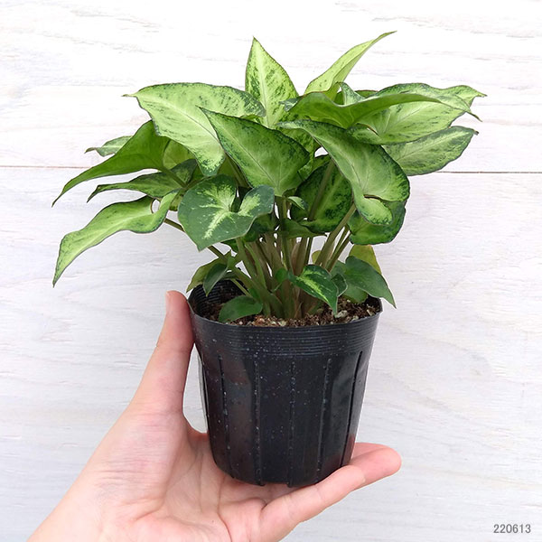 価格 観葉植物 シンゴニウムsp ホワイトバタフライ系 3号 Qdtek Vn