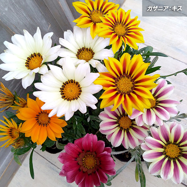 まとめ買い ガザニア キス イエローフレーム3号ポット 緑葉に赤黄ストライプの花 Sferavisia Hr