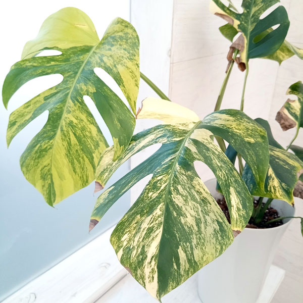 観葉植物 [ザ・ファームセレクト]モンステラ 斑入り（黄斑） 7号22-01 