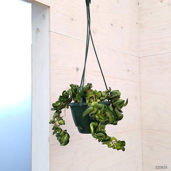 観葉植物 ホヤ カルノーサコンパクタ 4号吊鉢 中斑入り 最高品質の 中斑入り