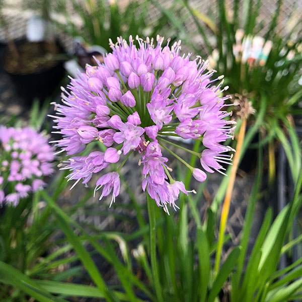 草花の苗 アリウム