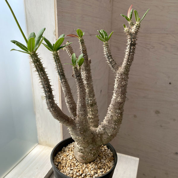 観葉植物 [ザ・ファームセレクト]パキポディウム 花・観葉植物