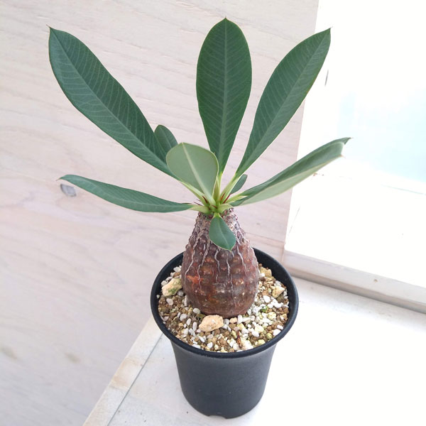 観葉植物/ユーフォルビア:パキポディオイデス(幹太)2.5号22-01