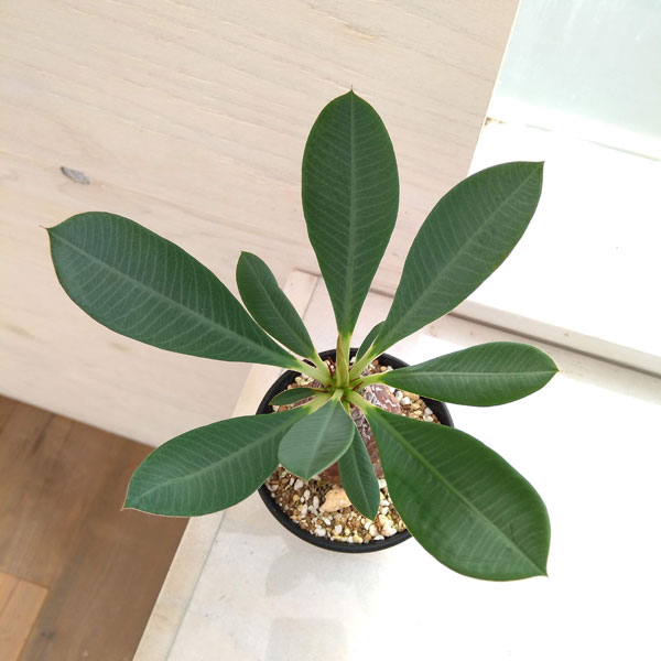 観葉植物/ユーフォルビア:パキポディオイデス(幹太)2.5号22-01