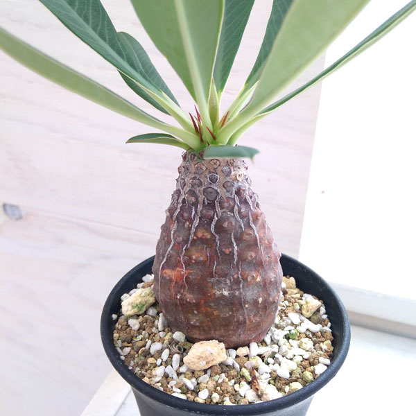 観葉植物/ユーフォルビア:パキポディオイデス(幹太)2.5号22-01