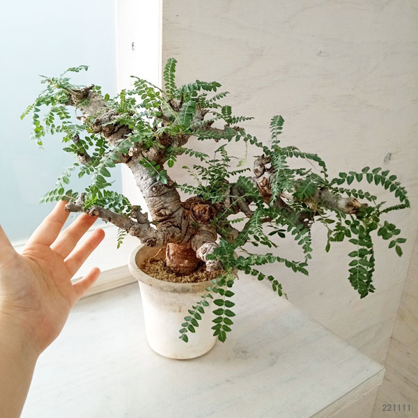 観葉植物 ボスウェリア 花・観葉植物 | mexa.sk