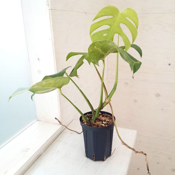 新着 観葉植物 ザ ファームセレクト モンステラ 黄斑 4号22-03
