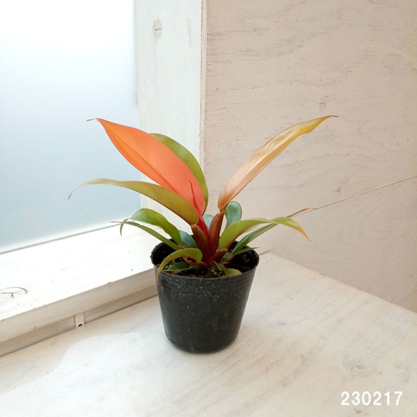 観葉植物/フィロデンドロン：プリンスオブオレンジ 3号