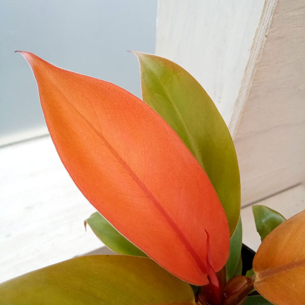 観葉植物/フィロデンドロン：プリンスオブオレンジ 3号
