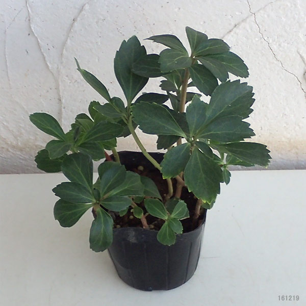 被子植物の苗 おためし4種類12根っ子起こす 和風苑の下草 ツワブキ ハツユキカズラ 富貴草 ヤブラン Daemlu Cl