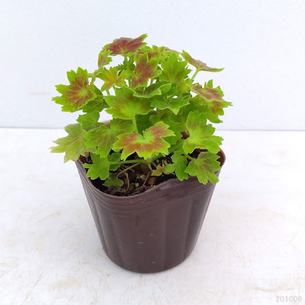 草花の苗 ゼラニウム もみじ葉ゼラニウム3 3 5号ポット 12株セット Sermus Es