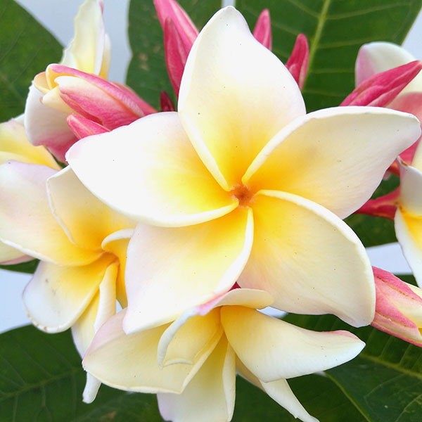 花木 庭木の苗 プルメリア 白黄色系花芽つき7号鉢植え Rvcconst Com