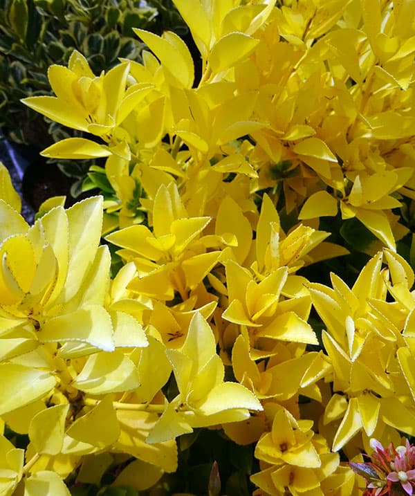 花木 花木 10株セット花 ガーデン Diy 庭木の苗 マサキ 柾 オウゴンマサキ 黄金マサキ 5号ポット 10株セット 園芸ネット プラス