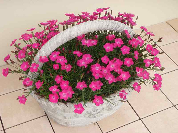 草花の苗 送料無料 芳香四季咲きなでしこ かほり3号ポット24株セット Schwimmbad Delphine De