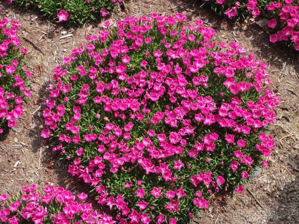 春夏新色 草花の苗 ナデシコ 花はなローズ3号ポット 24株セット 人気満点 Www Estelarcr Com