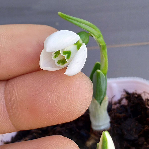 送料無料 スノードロップ2球植え芽出し3号28株セット 園芸ネット 野菜の球根 プラスまとめ割 球根 一重