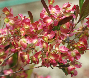 花木 庭木の苗 ドドナエア ホップブッシュプルプレア10サイズポット成木額1 5m Orbisresearch Com