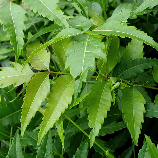 虫よけに ガーデニング クローゼット ティー 24株セット 園芸ネット ガーデニング 農業 プラス 苗物 ハーブの苗物 ハーブの苗 送料無料 ニーム 虫避けの木 インドセンダン 3号ポット