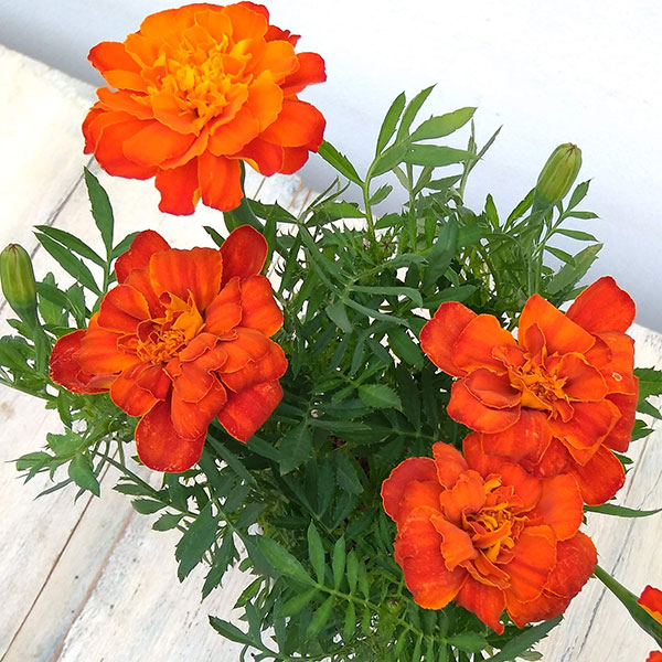 草花の苗 マリーゴールド レッド3 5号ポット デュランゴ