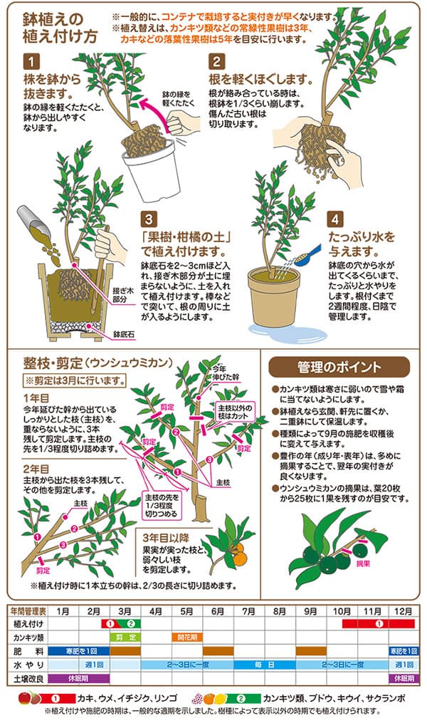 柑橘使所 フラワーポットカルチャー一式 細長い切口鉢8ナンバー鉢 紙土 積み肥のセット Hotjobsafrica Org
