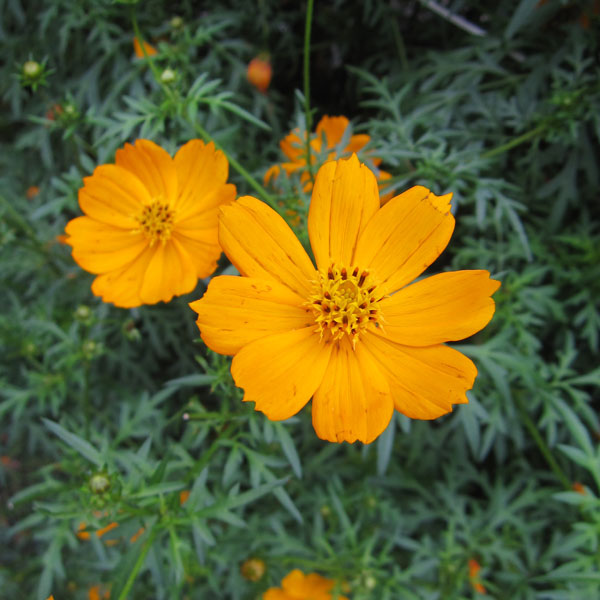 景観形成作物 黄花コスモス500g入り キバナコスモス タネ 6 8月まき 草丈 90cm