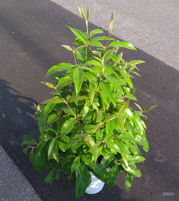 観葉植物 レモンマートル7号鉢植え Educaps Com Br