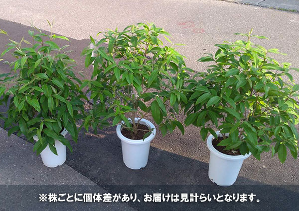 観葉植物 レモンマートル7号鉢植え Educaps Com Br