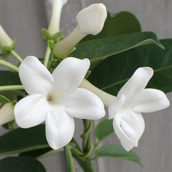 花無し株 マダガスカル ジャスミン 4号鉢植え Crunchusers Com