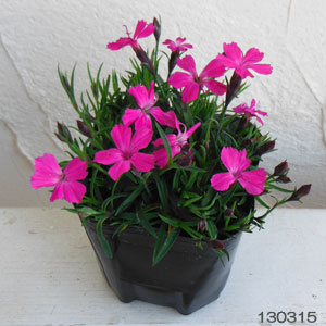 草花の苗 送料無料 芳香四季咲きなでしこ かほり3号ポット24株セット Schwimmbad Delphine De