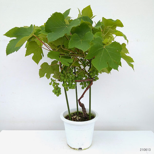 果樹の苗 ぶどう デラウエア 6号鉢植え 実付き Aplusfinance Blog Com