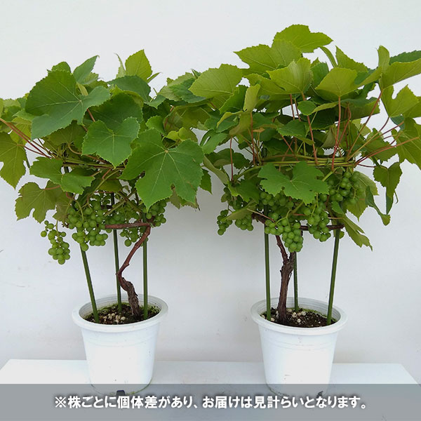 果樹の苗 ぶどう デラウエア 6号鉢植え 実付き Aplusfinance Blog Com