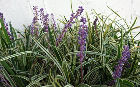 草花の苗 おためし4元12ストック起こす 和風庭園の下手草 木賊 白いものノ下 シャガ ヤブラン Carcheckcentre Com